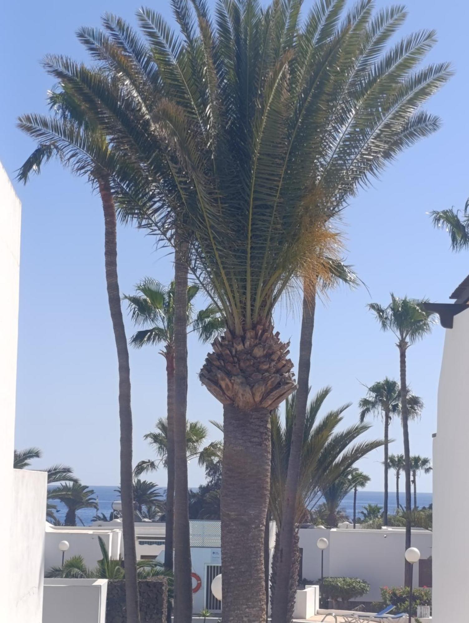Apartament Blue Ocean Costa Teguise Zewnętrze zdjęcie